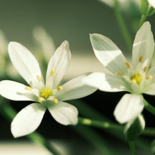 beautiful star of bethlehem lyrics and chords pdf