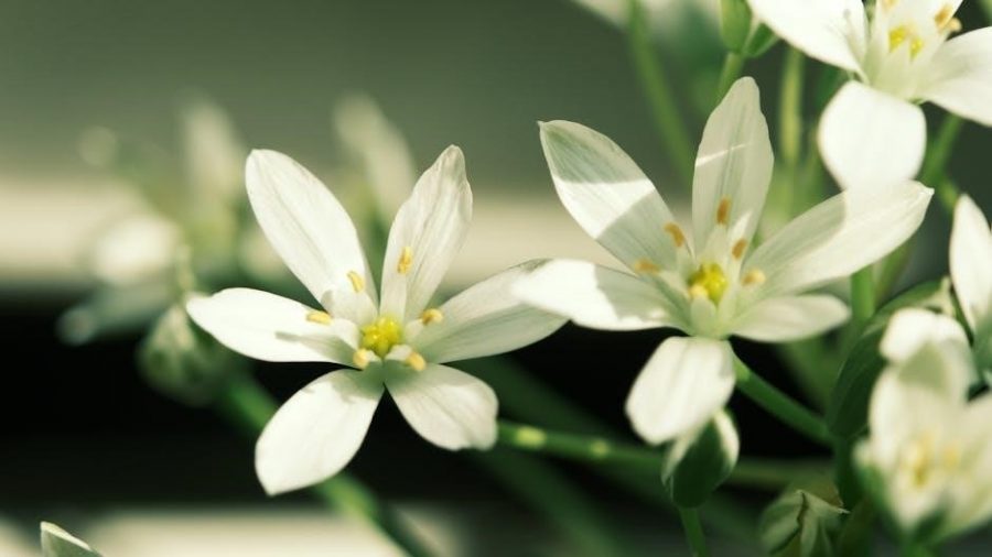 beautiful star of bethlehem lyrics and chords pdf