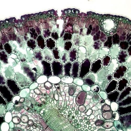 study guide for cellular respiration and photosynthesis